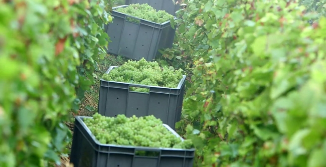 Champagne CARON Frédéric - 